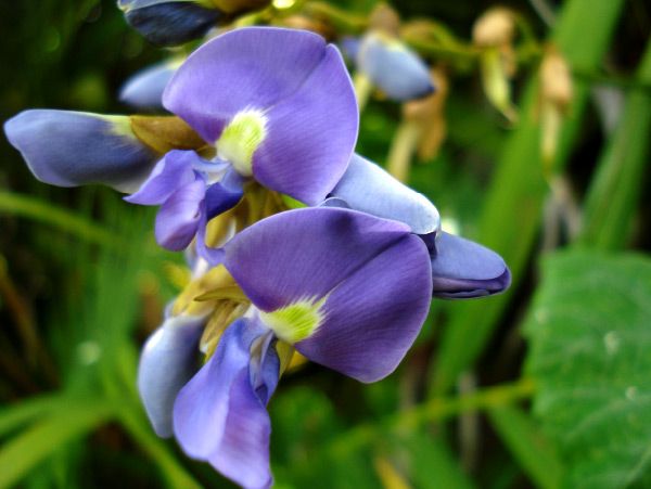 Jicama Flower