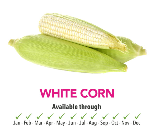 White Corn Season - Montero Farms